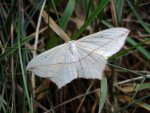 Walgina rdestniak (Timandra comae) samica