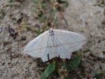 Walgina rdestniak (Timandra comae)