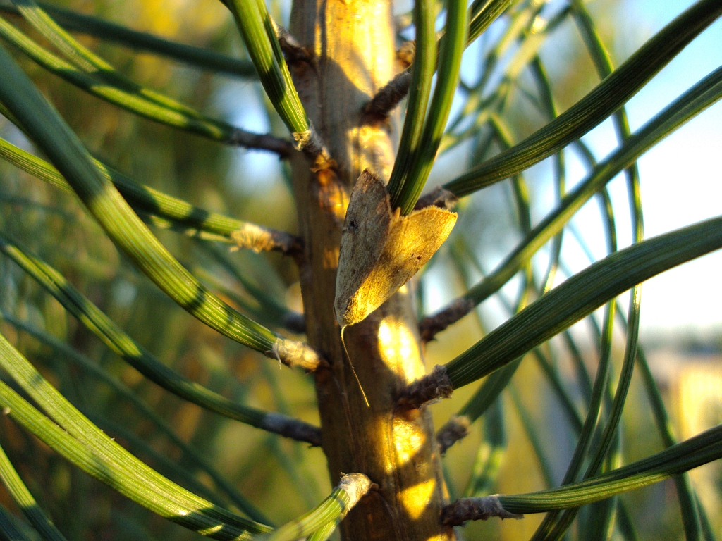 Rivula sericealis