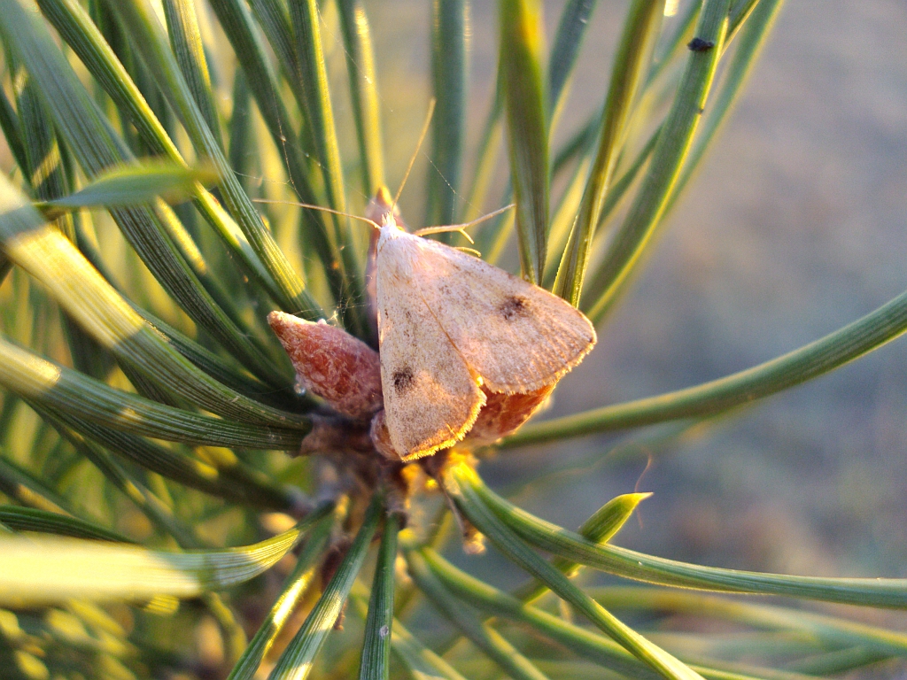 Rivula sericealis
