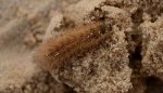 Sadzanka rumienica (Phragmatobia fuliginosa)