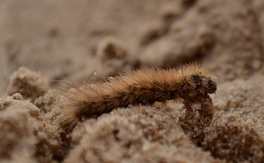 Sadzanka rumienica (Phragmatobia fuliginosa)