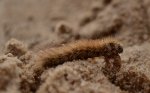 Sadzanka rumienica (Phragmatobia fuliginosa)