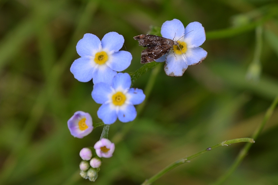 Wznosik Fabrycjusza (Anthophila fabriciana)