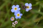 Wznosik Fabrycjusza (Anthophila fabriciana)