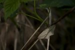 Walgina rdestniak (Timandra comae, Calothysanis amata)