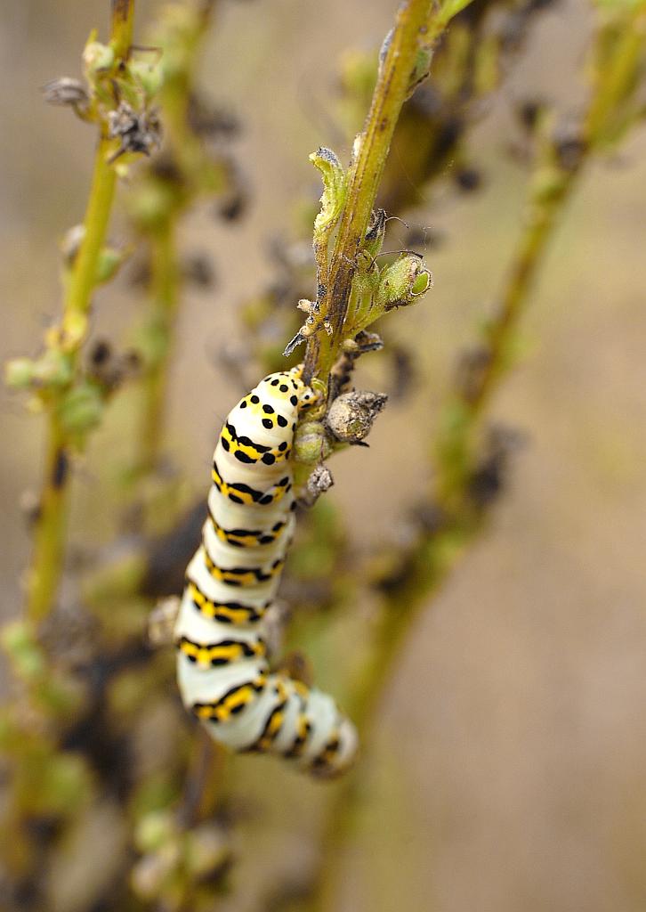 Kapturnica trędownikówka (Cucullia scrophulariae)