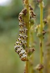 Kapturnica trędownikówka (Cucullia scrophulariae)