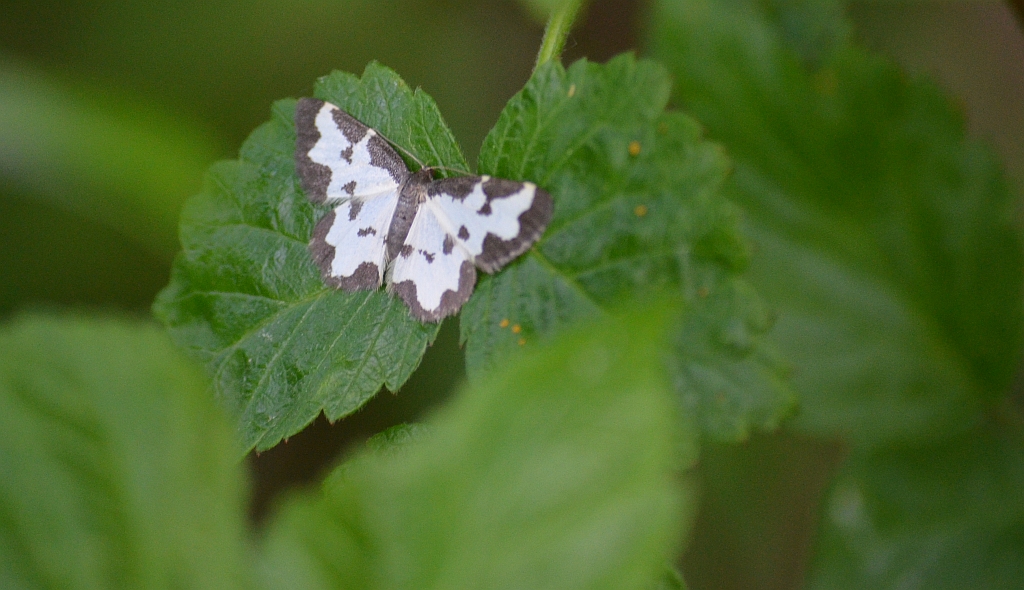 Plamiec nabuczak (Lomaspilis marginata)