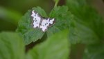 Plamiec nabuczak (Lomaspilis marginata)