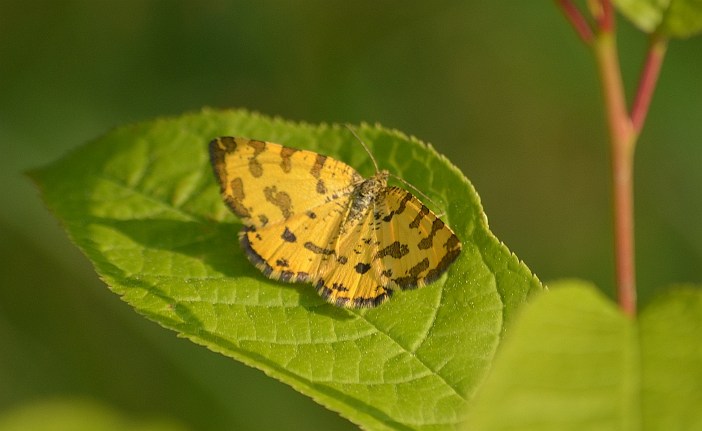 Osmaganek plamek (Pseudopanthera macularia)