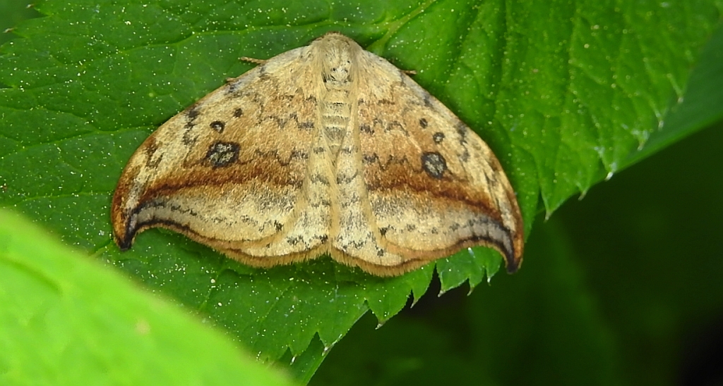Wycinka sierpianka (Drepana falcataria)