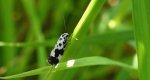 Ethmia quadrillella