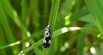 Ethmia quadrillella