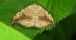 Wycinka sierpianka (Drepana falcataria)