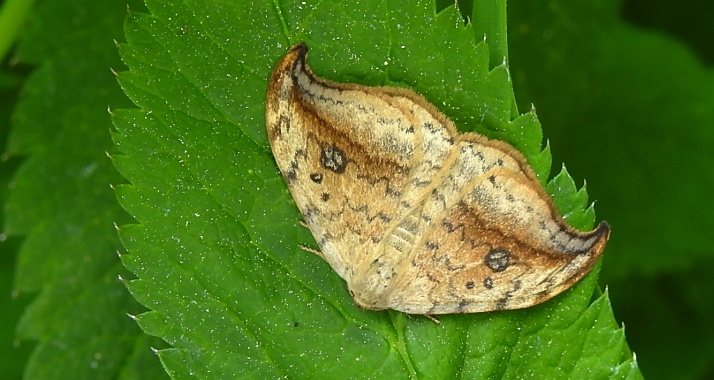 Wycinka sierpianka (Drepana falcataria)