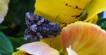 Lacanobia contigua