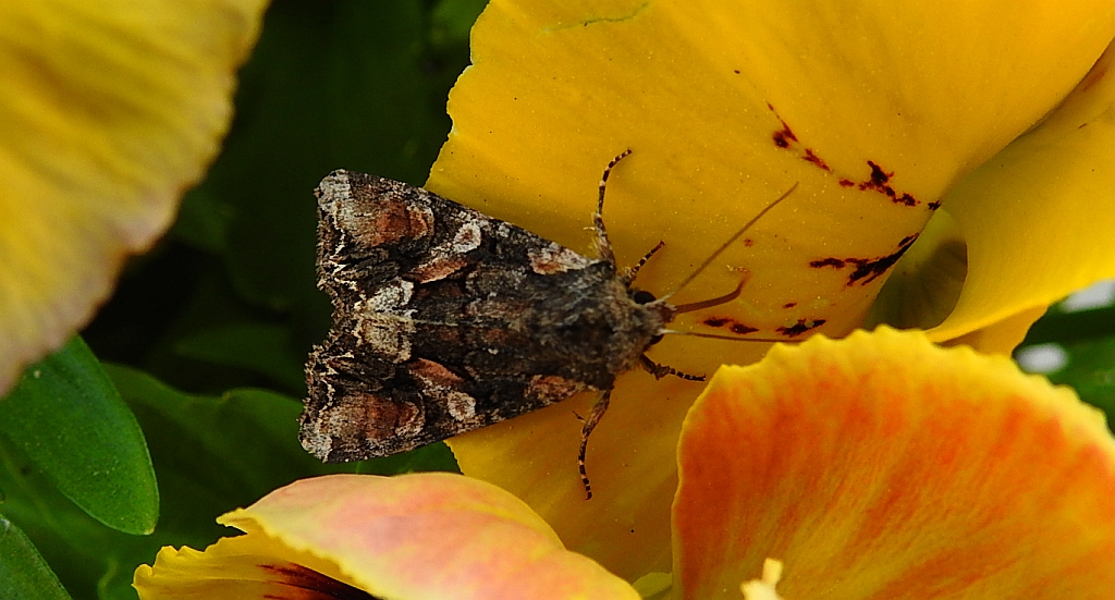 Lacanobia contigua