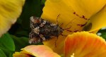 Lacanobia contigua