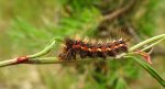 Wieczernica szczawiówka (Acronicta rumicis)