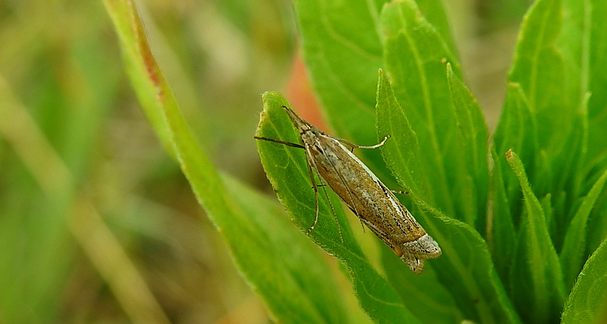 Crambus pratella