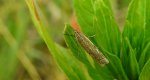 Crambus pratella