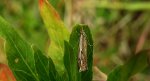 Crambus pratella
