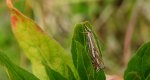 Crambus pratella
