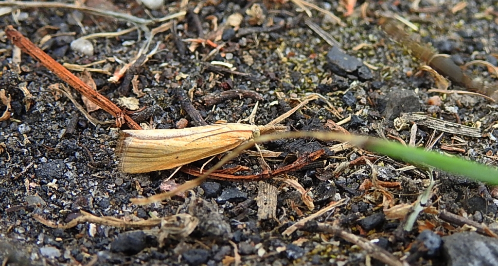 Pediasia luteella