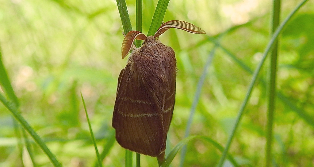 Barczatka malinówka (Macrothylacia rubi)