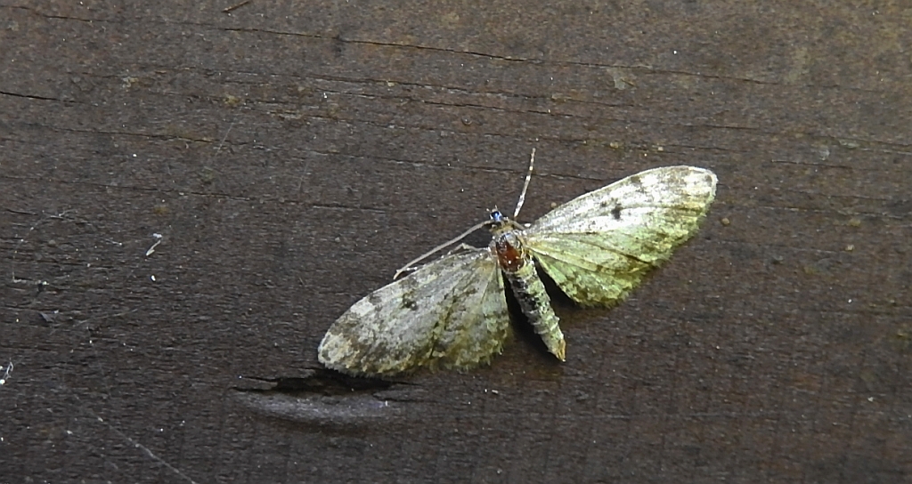 Grotnik - Eupithecia extremata