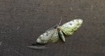 Grotnik - Eupithecia extremata