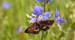 Omacnica złotowianka (Pyrausta aurata)