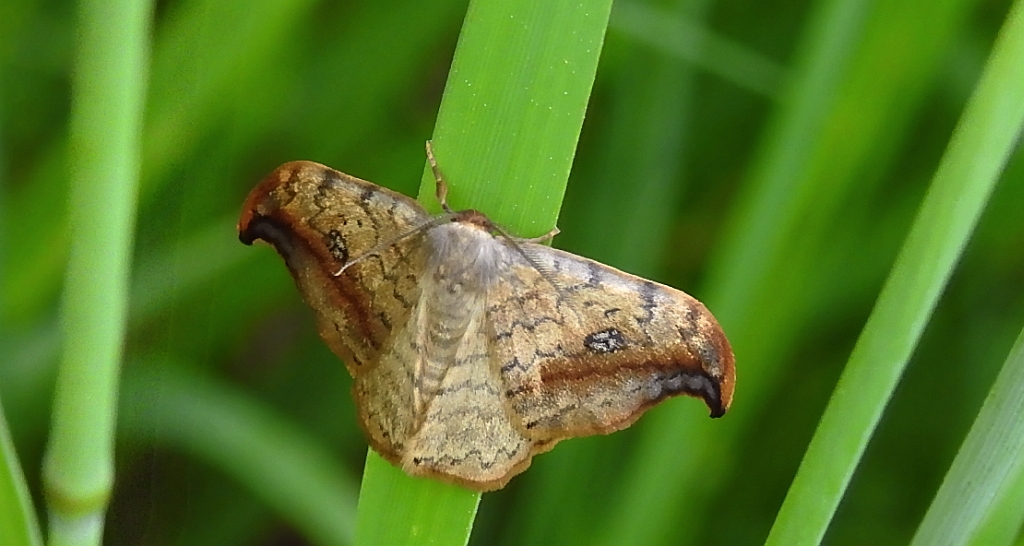 Wycinka sierpianka (Drepana falcataria)