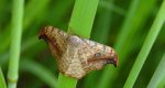 Wycinka sierpianka (Drepana falcataria)