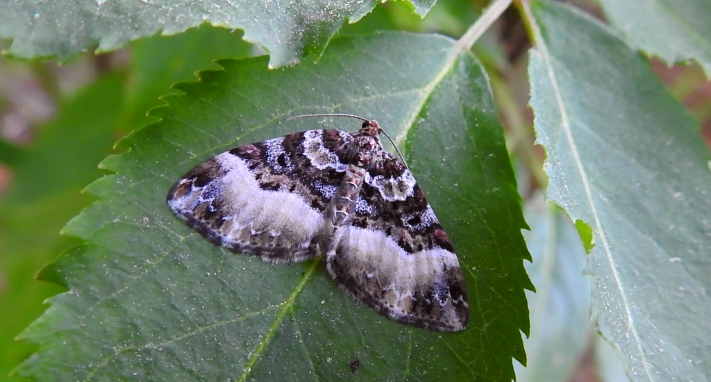 Paśnik jednozębik (Euphyia unangulata)