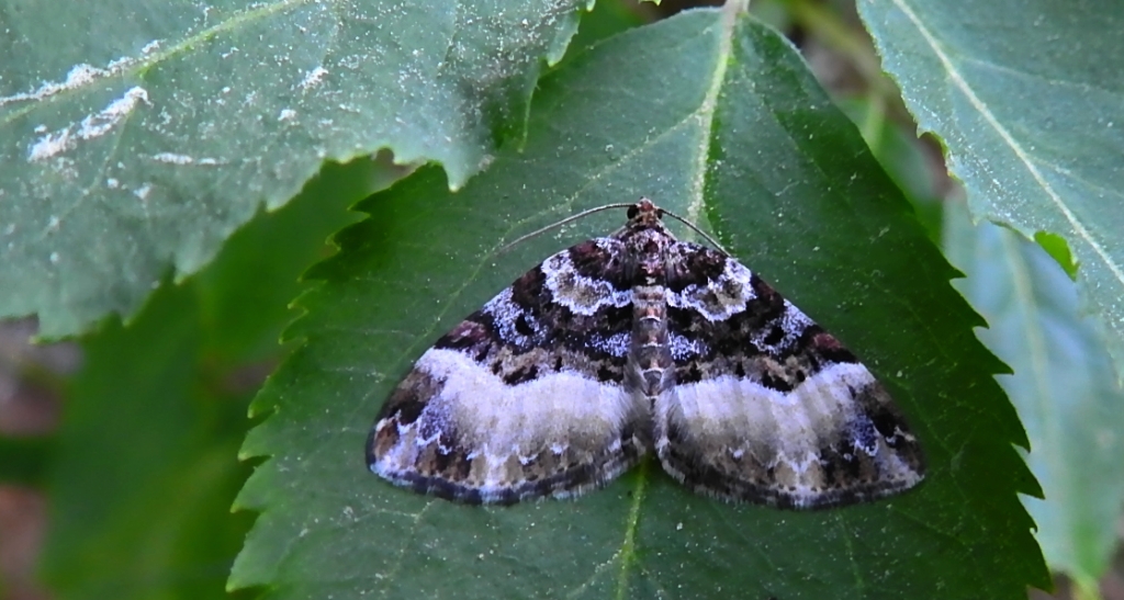 Paśnik jednozębik (Euphyia unangulata)