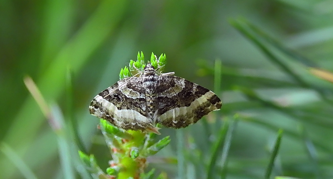 Paśnik jednozębik (Euphyia unangulata)