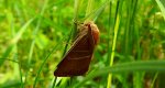 Barczatka malinówka (Macrothylacia rubi)