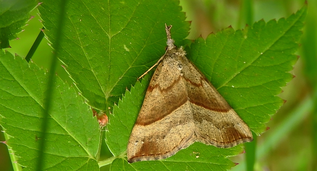 Rozszczepka śnicianka (Hypena proboscidalis)