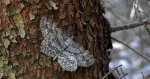 Przylepek nakropek (Hypomecis punctinalis)