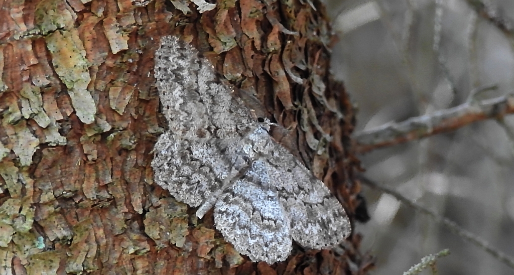 Przylepek nakropek (Hypomecis punctinalis)