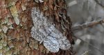 Przylepek nakropek (Hypomecis punctinalis)