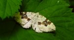 Paśnik nagórek (Xanthorhoe montanata)