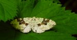 Paśnik nagórek (Xanthorhoe montanata)