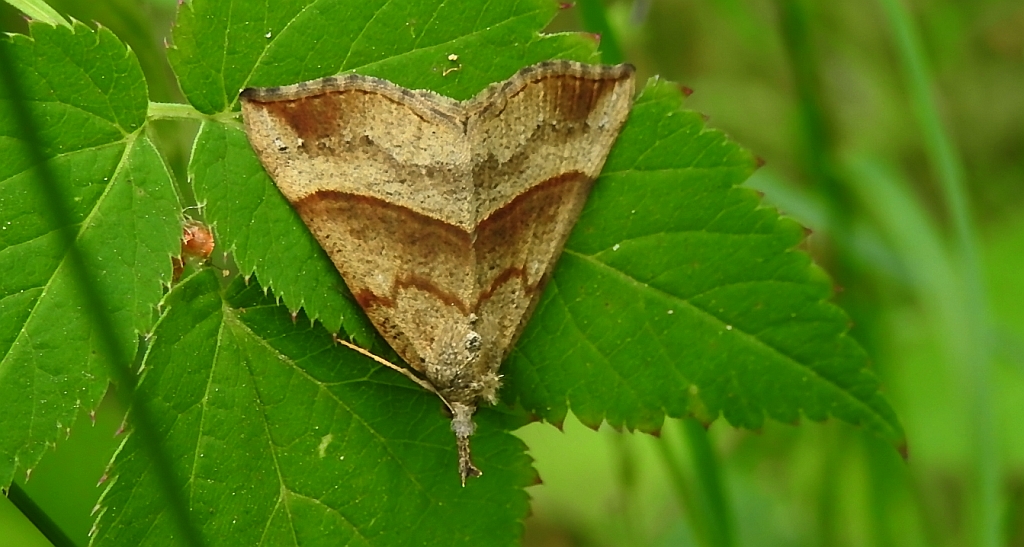 Rozszczepka śnicianka (Hypena proboscidalis)