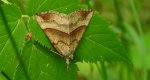 Rozszczepka śnicianka (Hypena proboscidalis)