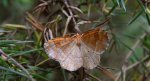 Cefis borówczak (Cepphis advenaria)
