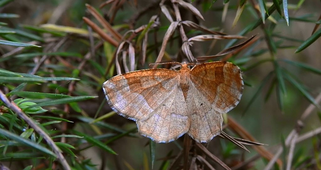 Cefis borówczak (Cepphis advenaria)