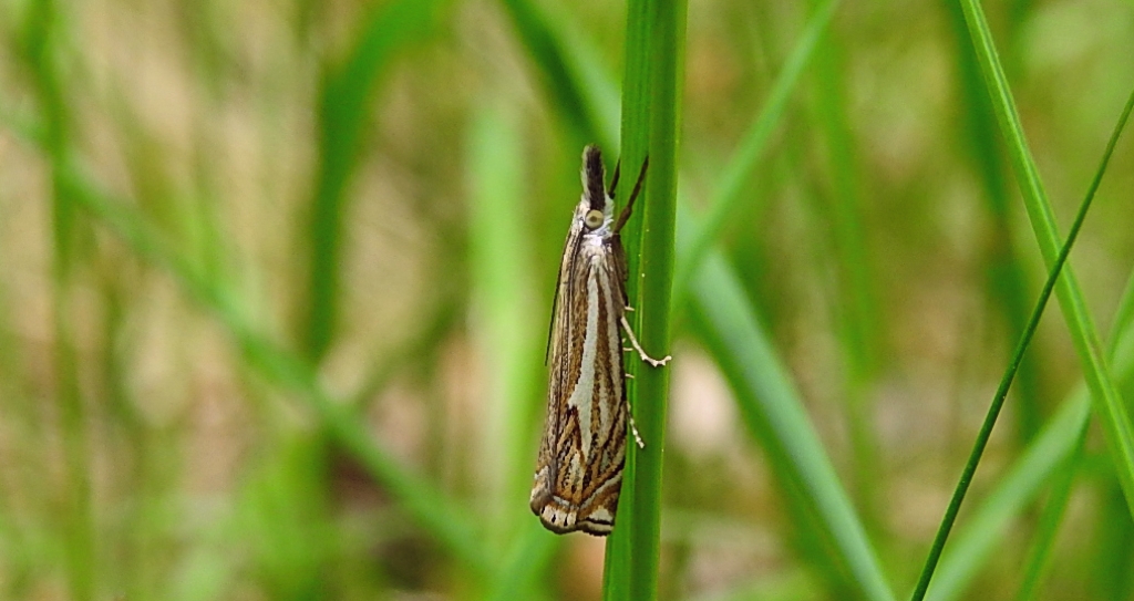 Crambus lathoniellus